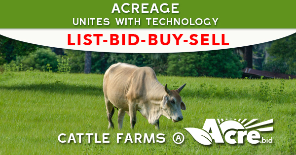 beef cattle farms for sale 