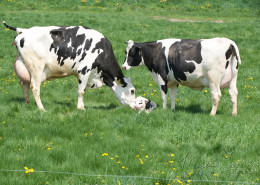 new york dairy farming
